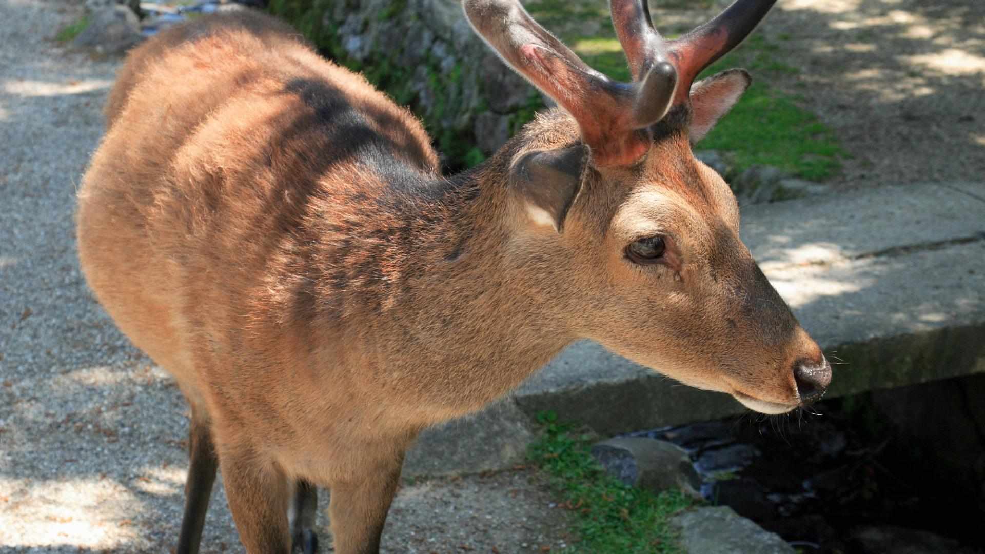 大阪の“迷いジカ”騒動で東京の「ケープ」くんを思い出す　野生動物保護の難しさ #エキスパートトピ（石井万寿美） - エキスパート - Yahoo!ニュース